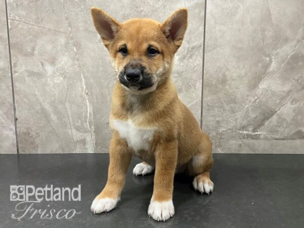 Shiba Inu-DOG-Female-Red Sesame-28715-Petland Frisco & Mckinney, Texas