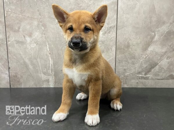 Shiba Inu-DOG-Female-Red Sesame-28715-Petland Frisco, Texas