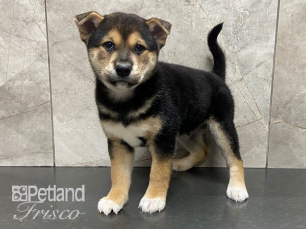 Shiba Inu-DOG-Male-Black and Tan-28713-Petland Frisco, Texas