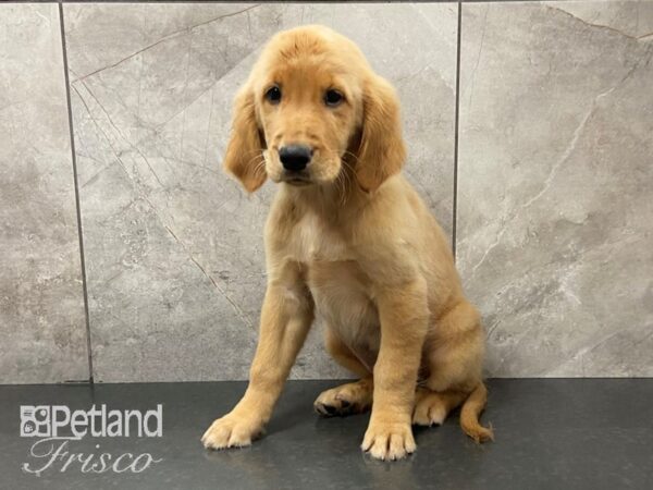 Golden Retriever-DOG-Female-Golden-28712-Petland Frisco & Mckinney, Texas