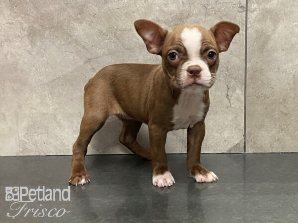 Boston Terrier DOG Female Seal and White 28707 Petland Frisco, Texas