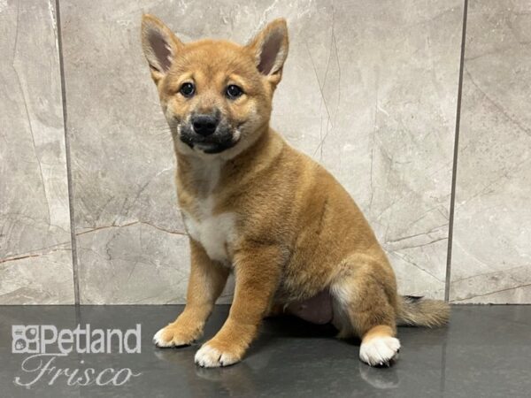 Shiba Inu-DOG-Female-Red Sesame-28714-Petland Frisco & Mckinney, Texas