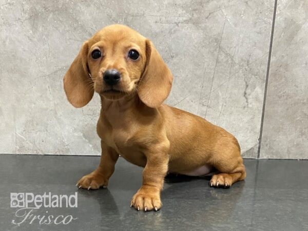 Dachshund DOG Female Red 28709 Petland Frisco, Texas