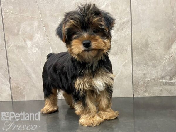 Yorkshire Terrier-DOG-Female-Black and Tan-28716-Petland Frisco & Mckinney, Texas