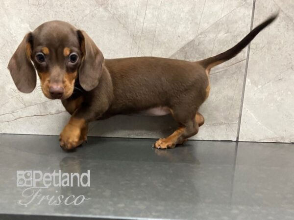 Dachshund DOG Female Chocolate and Tan 28710 Petland Frisco, Texas