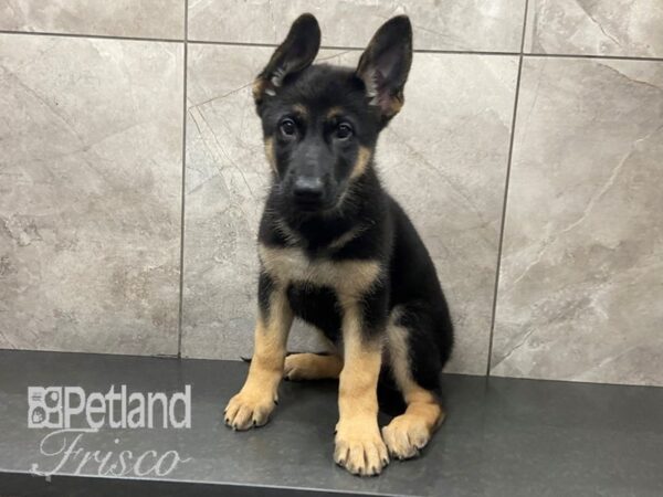German Shepherd-DOG-Female-Black and Tan-28711-Petland Frisco & Mckinney, Texas