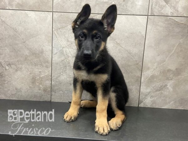 German Shepherd DOG Female Black and Tan 28711 Petland Frisco, Texas