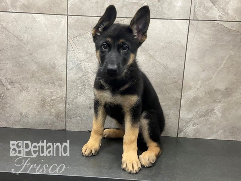 German Shepherd-DOG-Female-Black and Tan-3341703-Petland Frisco, Texas