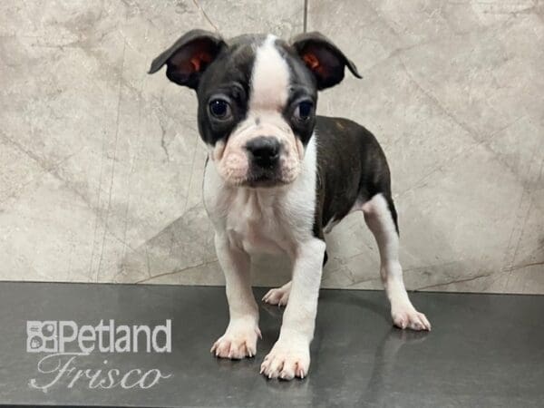 Boston Terrier-DOG-Male-Brindle and White-28708-Petland Frisco, Texas