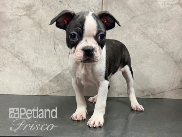 Boston Terrier DOG Male Brindle and White 28708 Petland Frisco, Texas