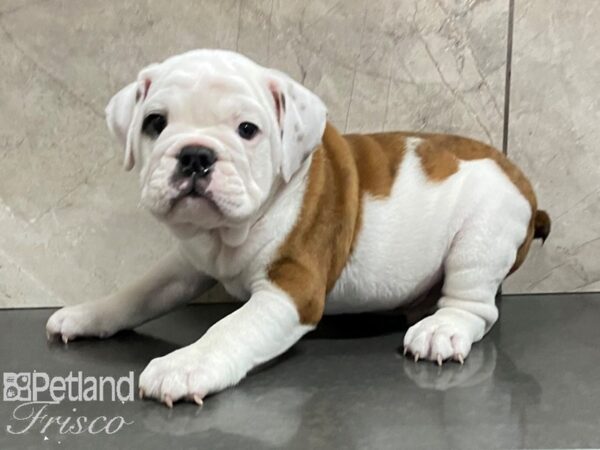 English Bulldog-DOG-Male--28723-Petland Frisco, Texas