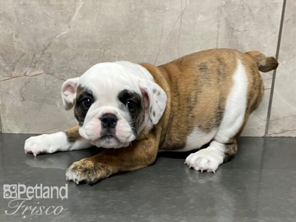 English Bulldog-DOG-Female--28725-Petland Frisco, Texas