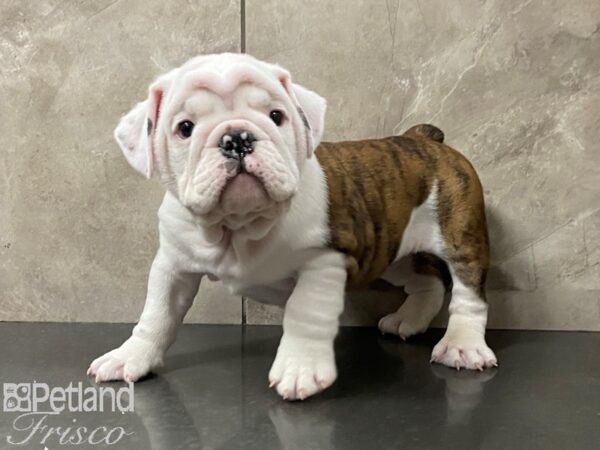English Bulldog-DOG-Male--28724-Petland Frisco & Mckinney, Texas