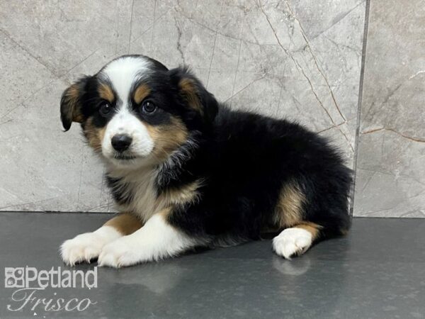 Miniature Australian Shepherd-DOG-Female--28720-Petland Frisco & Mckinney, Texas