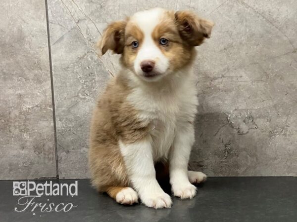 Miniature Australian Shepherd-DOG-Female--28722-Petland Frisco & Mckinney, Texas