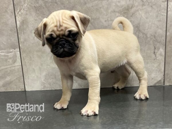 Pug DOG Male Fawn 28718 Petland Frisco, Texas