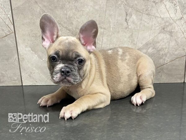 French Bulldog-DOG-Female-Fawn Brdl & Wht-28717-Petland Frisco & Mckinney, Texas