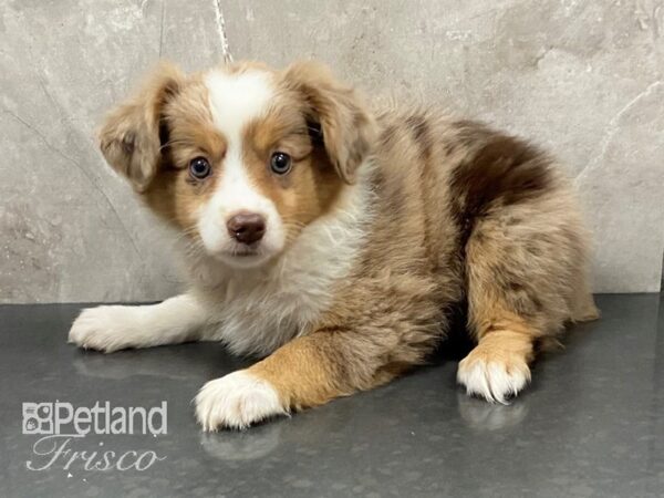 For nylig lektie nød Miniature Australian Shepherd-DOG-Female-Red Merle /White-3342450-Petland  Frisco, Texas