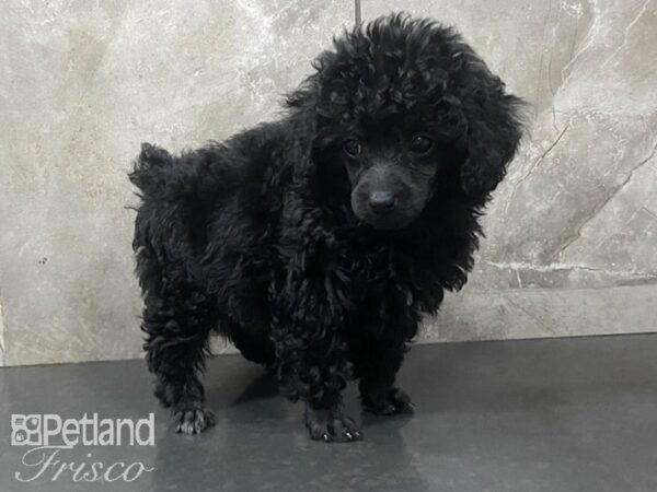 Miniature Poodle-DOG-Female-Black-28627-Petland Frisco & Mckinney, Texas