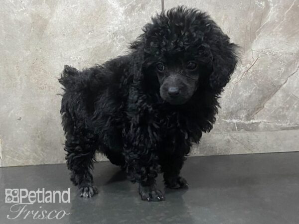 Miniature Poodle-DOG-Female-Black-28627-Petland Frisco, Texas