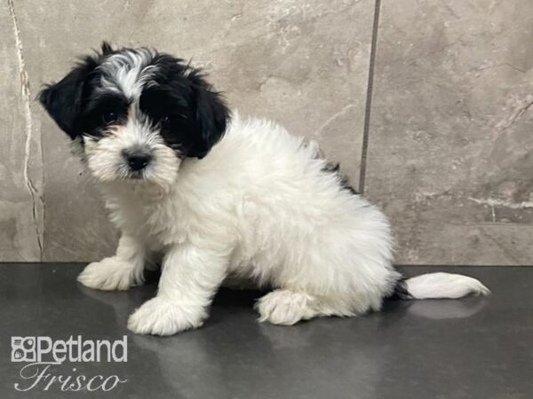 Havanese DOG Male Blk & Wht 28633 Petland Frisco, Texas