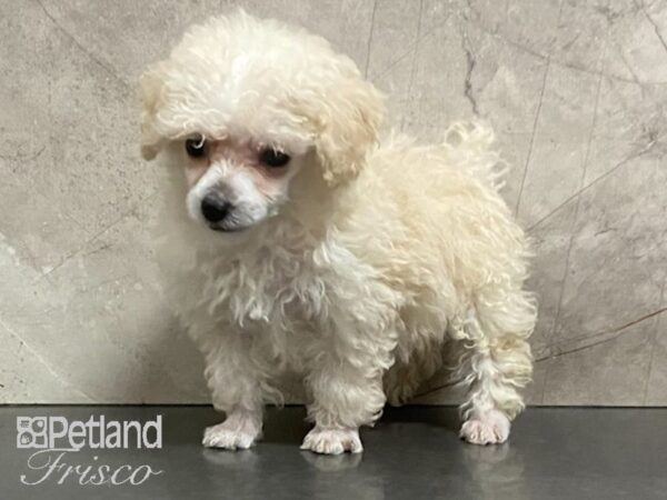 Miniature Poodle-DOG-Female-White-28628-Petland Frisco, Texas