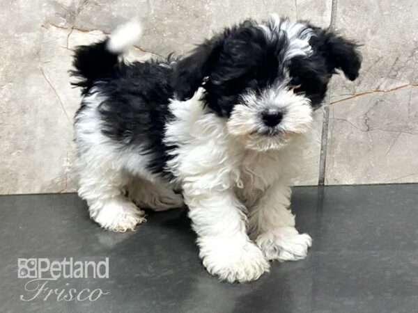 Havanese-DOG-Male-Blk & Wht-28634-Petland Frisco, Texas