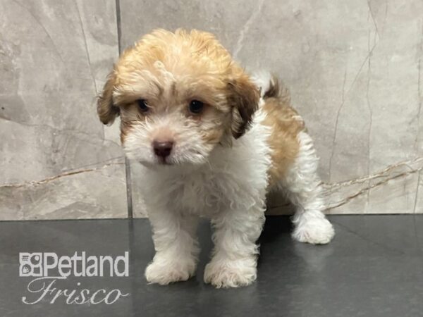 Havanese-DOG-Male-Fawn & White-28636-Petland Frisco & Mckinney, Texas