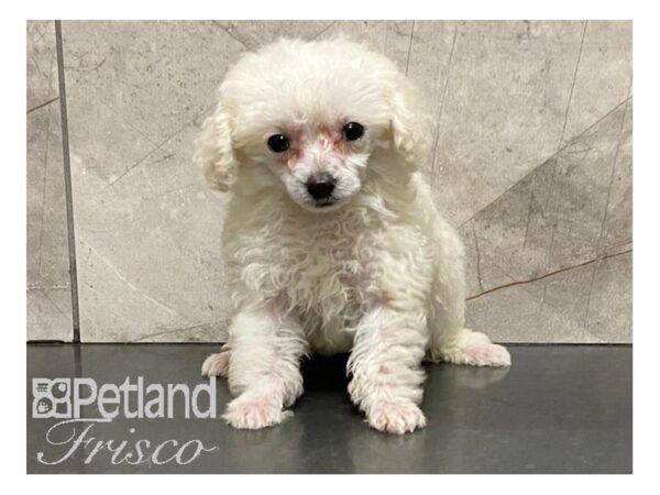 Miniature Poodle-DOG-Female-White-28626-Petland Frisco & Mckinney, Texas