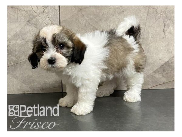 Havanese-DOG-Male-Sable & White-28635-Petland Frisco & Mckinney, Texas