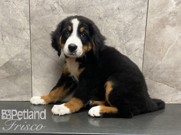 Bernese Mountain Dog DOG Female Blk Wht Rust 28640 Petland Frisco, Texas