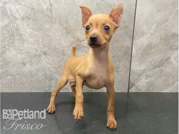 Miniature Pinscher DOG Female Red 28642 Petland Frisco, Texas