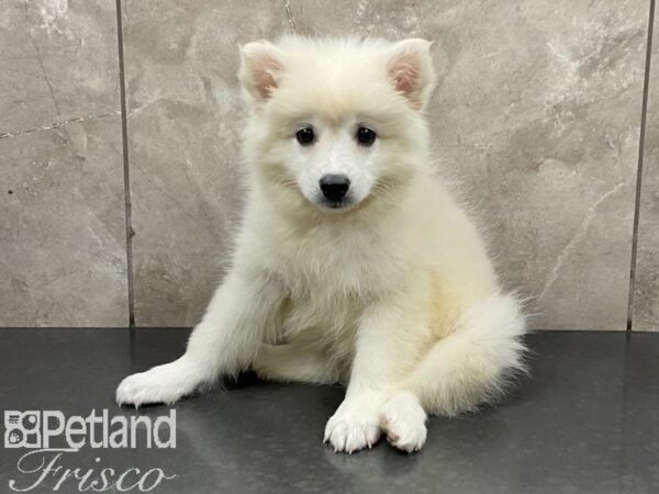 American Eskimo DOG Female White 28673 Petland Frisco, Texas