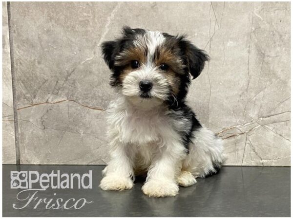 Yorkshire Terrier-DOG-Male-Blk TN PRTI-28669-Petland Frisco & Mckinney, Texas
