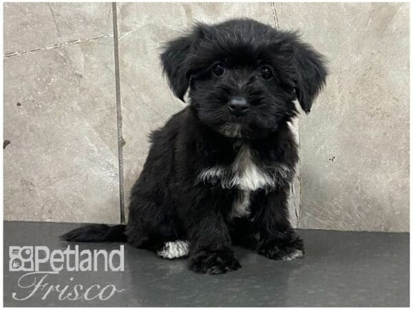 Morkie-DOG-Female-Black-28668-Petland Frisco, Texas