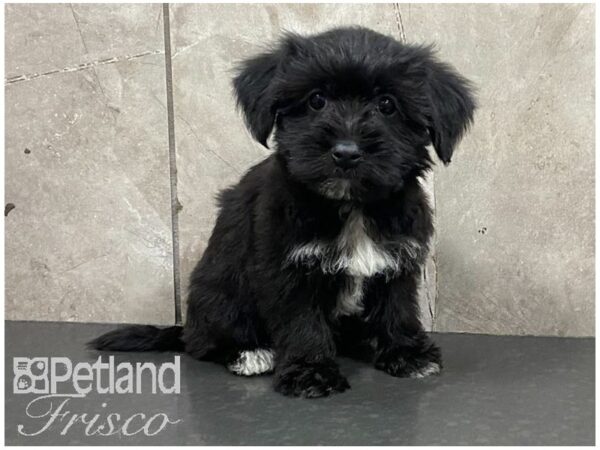Morkie-DOG-Female-Black-28668-Petland Frisco & Mckinney, Texas