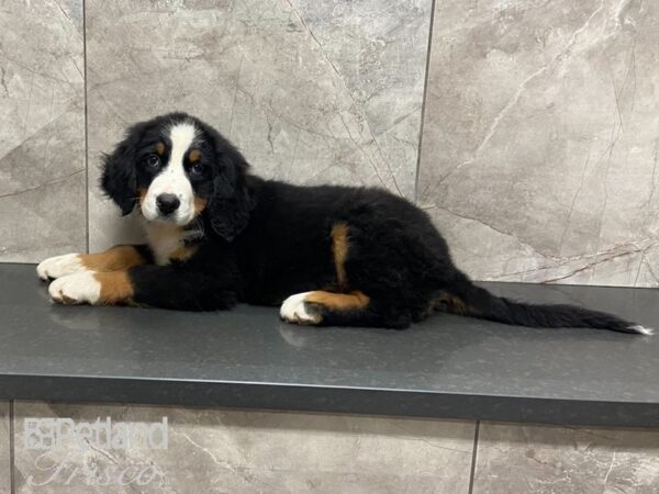 Bernese Mountain Dog DOG Male Tri 28663 Petland Frisco, Texas