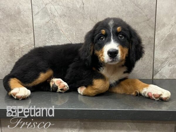 Bernese Mountain Dog DOG Male Tri 28662 Petland Frisco, Texas