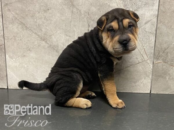 Shar Pei DOG Female Black & Tan 28661 Petland Frisco, Texas