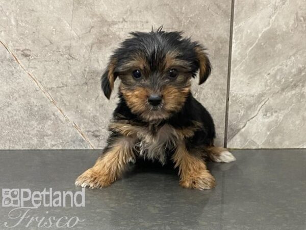 Yorkshire Terrier-DOG-Male-Blk & Tan-28658-Petland Frisco & Mckinney, Texas