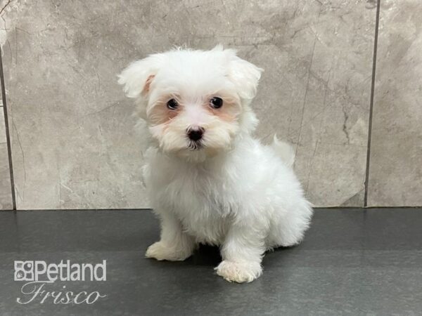 Maltese-DOG-Female-White-28675-Petland Frisco, Texas