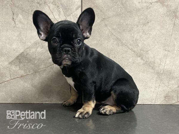 French Bulldog-DOG-Female-Blk & Tan-28676-Petland Frisco & Mckinney, Texas