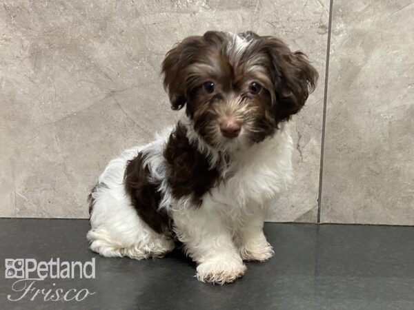 Havanese-DOG-Female-Chocolate-28677-Petland Frisco & Mckinney, Texas