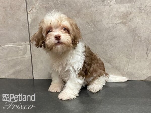 Havanese-DOG-Female-Chocolate and White-28678-Petland Frisco, Texas