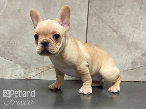 French Bulldog-DOG-Female-Cream-28679-Petland Frisco & Mckinney, Texas