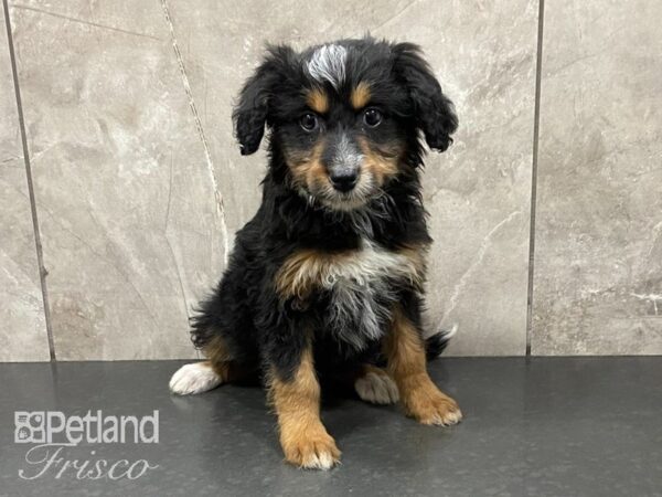 Aussiepoo-DOG-Female--28681-Petland Frisco & Mckinney, Texas
