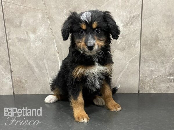 Aussiepoo DOG Female 28681 Petland Frisco, Texas