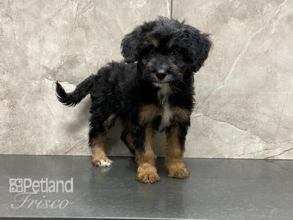 Aussiepoo DOG Female 28683 Petland Frisco, Texas