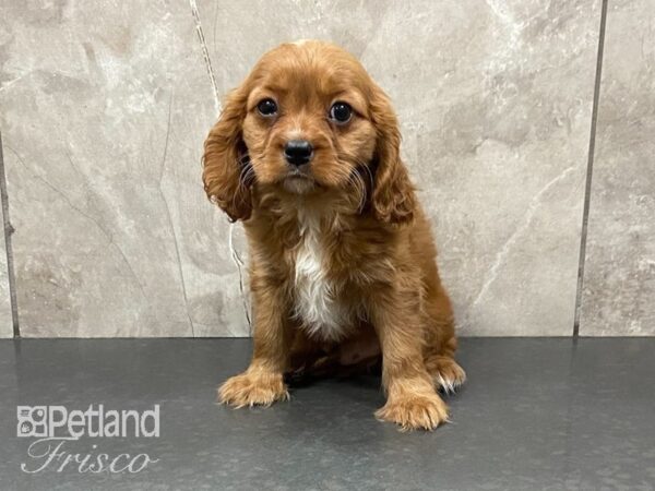 Cavalier King Charles Spaniel-DOG-Male-Ruby-28689-Petland Frisco, Texas