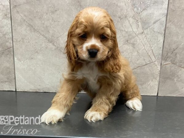 Cocker Spaniel DOG Female Buff 28692 Petland Frisco, Texas